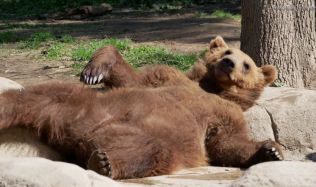 Brněnská zoo chystá lanovku i výlet do pravěku