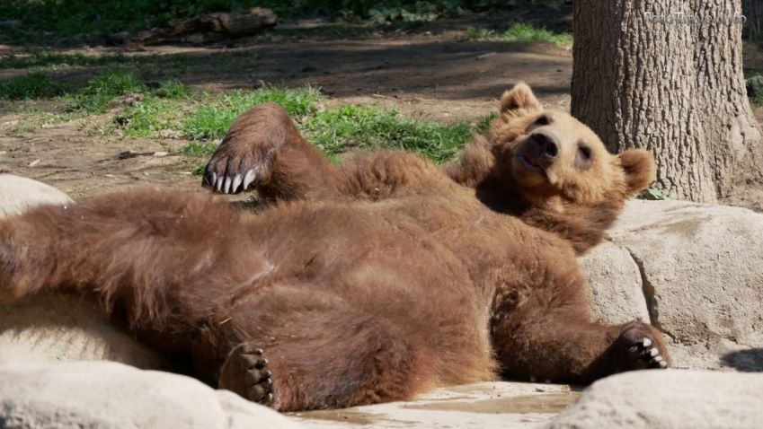 Brněnská zoo chystá lanovku i výlet do pravěku