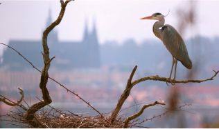 Nová výstava Planeta Praha vypráví o pražské přírodě jinak, než jsme zvyklí