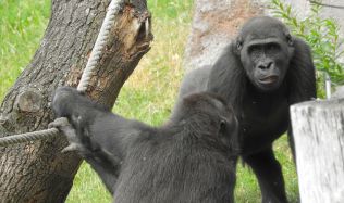 Pražská zoo začala betonovat nový pavilon goril