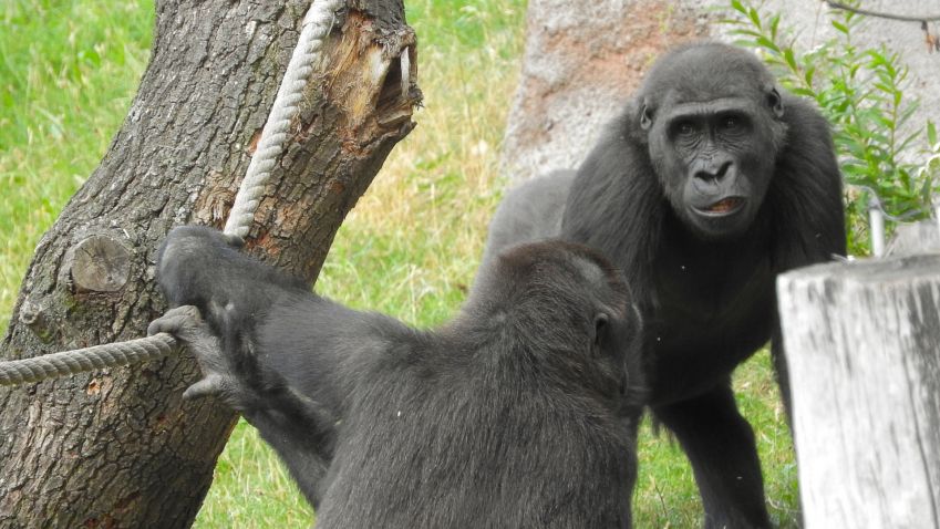 Pražská zoo začala betonovat nový pavilon goril